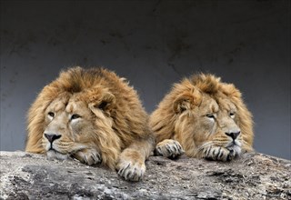 Asiatic Lions (Panthera leo persica)