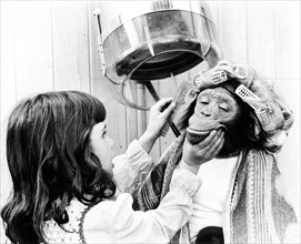Girl combing chimpanzee with curlers at the hairdresser's