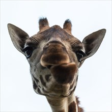 Rothschild's Giraffe (Giraffa camelopardalis rothschildi) looks into camera