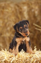7 weeks old puppy Welsh Terrier