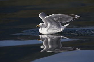 European herring gull (Larus argentatus) swimming with half-opened wings