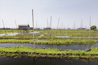 The floating gardens of the Intha people