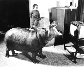 Hippopotamus watching TV
