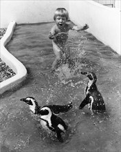 Three little penguins playing with child in the water