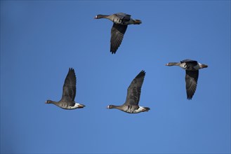 Greater white-fronted geese (Anser albifrons) in flight