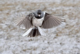 Dark-eyed junco (Junco hyemalis) flying under snowfall