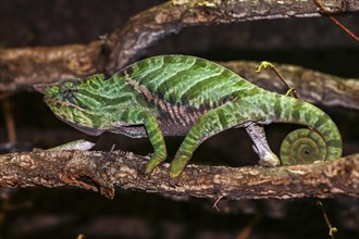 Biporn Chameleon (Furcifer balteatus)