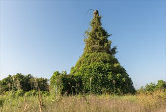 Overgrown stupa at Min-kha-maung Temple