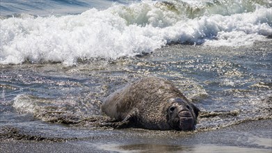 Old Northern Elephant Seal (Mirounga angustirostris) robs on beach