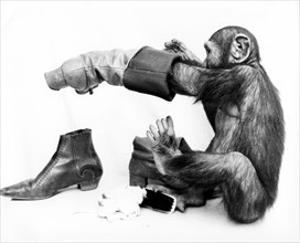 Chimpanzee cleans shoes