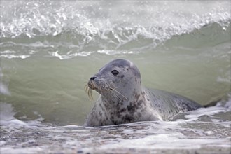 Grey seal (Halichoerus grypus) Young animal playing in the water