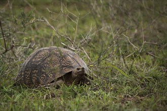 Leopard tortoise (Stigmochelys pardalis) walking in grass