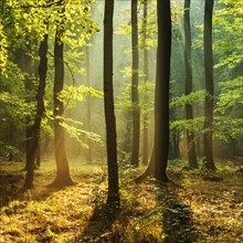 Light-flooded near-natural deciduous forest of oaks and beeches on the Finne mountain range