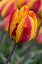 Red-yellow flowering Tulip (Tulipa)