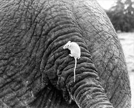 White Mouse on Elephant