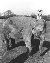 Elephant with dog