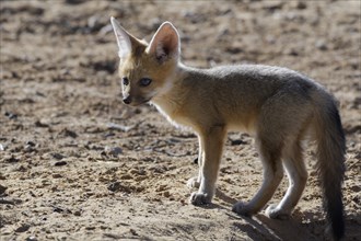 Young Cape fox (Vulpes chama) looking out at burrow entrance