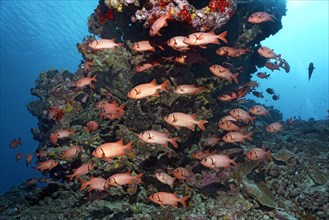 Swarm Pinecone soldierfishes (Myripristis murdjan) at the reef