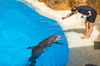Bottlenose dolphin (Tursiops truncatus) with animal trainer at dolphin Show