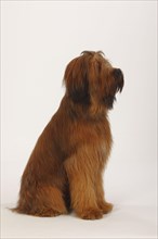 Briard