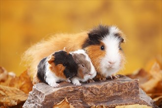 CH-Teddy guinea pigs