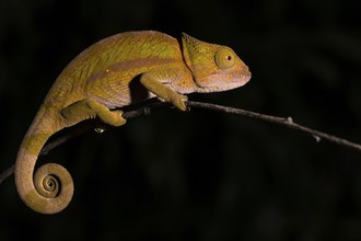 Globifer Chameleon (Calumma globiferum)