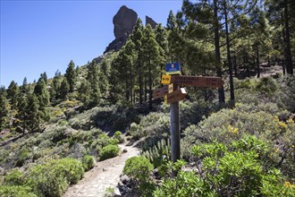 Hiking guide on the trail around the Roque Nublo