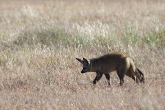 Bat-eared fox (Otocyon megalotis) searching for prey in dry grass
