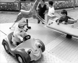 Jack Russell Terrier with hat and boy driving roundabout