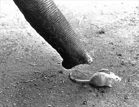 Elephant's trunk with white mouse