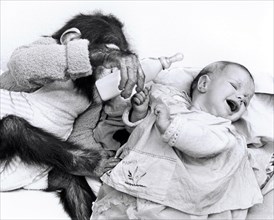 Monkey baby feeds human baby