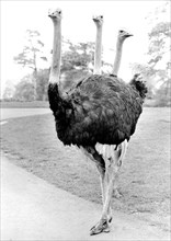 Ostrich with three heads