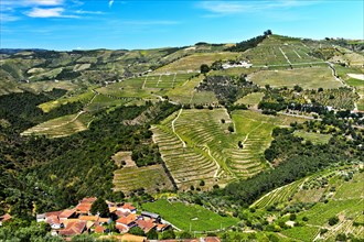 Vineyard region Alto Douro in the valley of Rio Pinhao