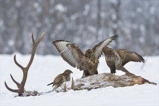 Steppe buzzards (Buteo buteo) on carcass of a red deer in winter