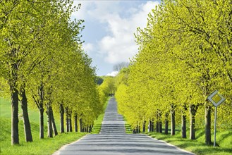 Linden tree avenue in spring