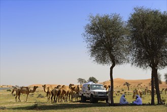 Bedouins with their camel herd