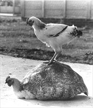 Two chickens play with a tortoise shell