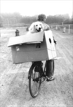 Dog in carton on bicycle rack ca. 1970s