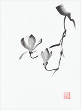 Black and white magnolia branch with two flowers