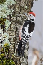 Middle Spotted Woodpecker (Dendrocopus medius)