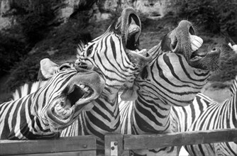 Singing zebras