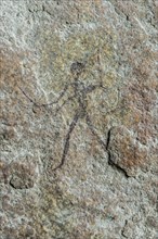 Gobabis Rock Art by the San Bushmen