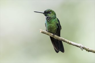 Green-crowned Brilliant (Heliodoxa jacula) sits on a branch