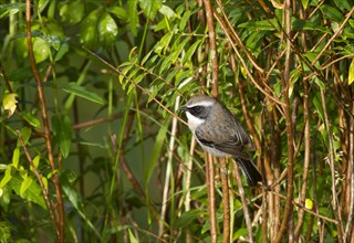Grey bush chat (Saxicola ferreus)