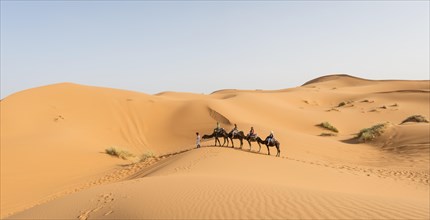 Caravan with dromedaries (Camelus dromedarius)