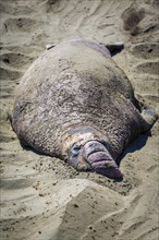 Old Northern Elephant Seal (Mirounga angustirostris) sleeps in the sand