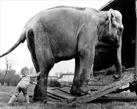 Child pushes elephants on the car