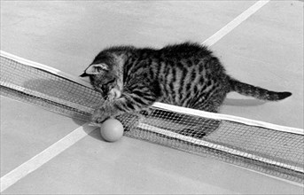 Kitten plays with table tennis ball