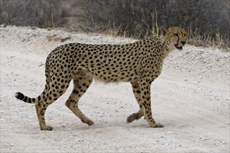 Cheetah (Acinonyx jubatus)
