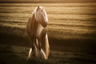 Cold-blooded Tinker horse with long mane stands against light on a field